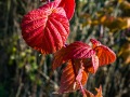 20211103-RX100-fallcolour-279