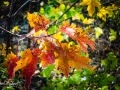 20211103-RX100-fallcolour-42