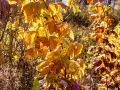 20211103-RX100-fallcolour-94