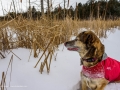 20190127-snowshoehike-143