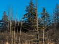 20210124-z6-snowshoe-marsh-123