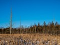 20210124-z6-snowshoe-marsh-129