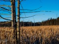 20210124-z6-snowshoe-marsh-137