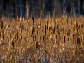 20210124-z6-snowshoe-marsh-155