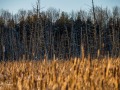 20210124-z6-snowshoe-marsh-158