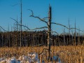 20210124-z6-snowshoe-marsh-173