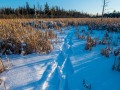 20210124-z6-snowshoe-marsh-208