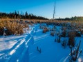 20210124-z6-snowshoe-marsh-211