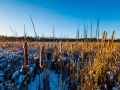 20210124-z6-snowshoe-marsh-246