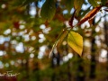 20211022-Z6-gatineaupark-500