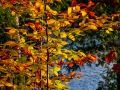 20211022-Z6-gatineaupark-568