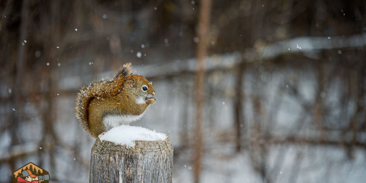 Stills from our snowy Old Quarry walk
