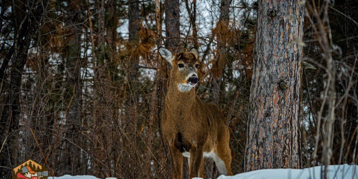 Cold hike on Old Quarry Trail